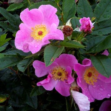 Lajiruusu - Rosa virginiana