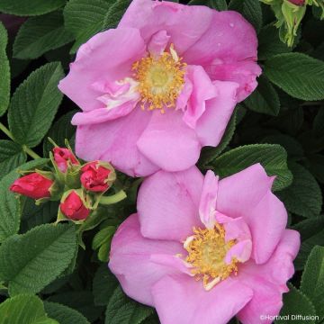 Kurtturuusu Angelia Pink