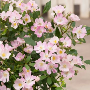 Puistoruusu Rosanatura Rosea