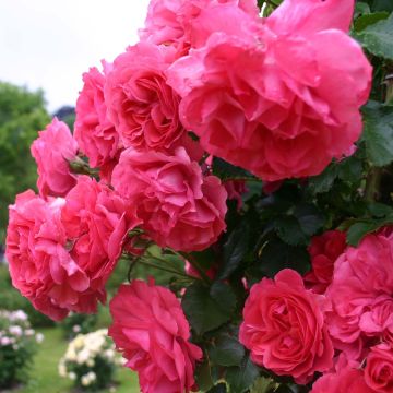 Köynnösruusu Rosarium Uetersen Kortersen