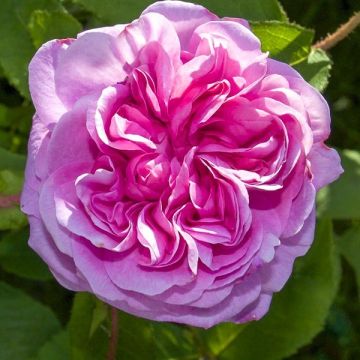 Vanha ruusu luomu - Rosa x centifolia
