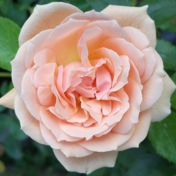 Ryhmäruusu Garden of Roses