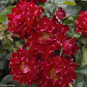 Floribundaruusu RED Lady Ruffles