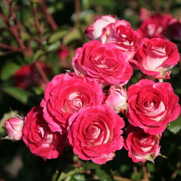 Floribundaruusu Schöne Koblenzerin