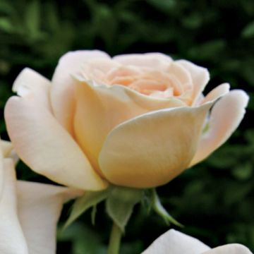 Floribundaruusu Amber Abondance