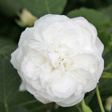 Vanha ruusu Boule de Neige