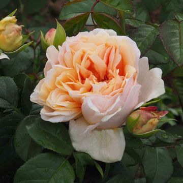 Floribundaruusu Château de la Batisse