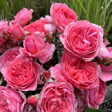 Floribundaruusu Comtesse Liger-Belair