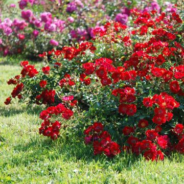 Maanpeiteruusu Rouge Cascade 'deltapirou