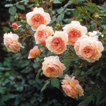Austinruusu A Shropshire Lad Ausled