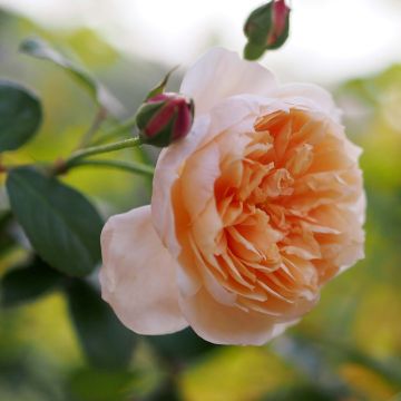 Austinruusu Abraham Darby