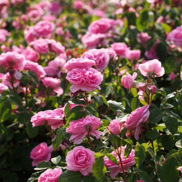 Runkoruusu Gertrude Jekyll