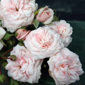 Floribundaruusu Emile Garcin