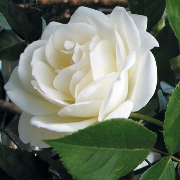 Floribundaruusu Iceberg