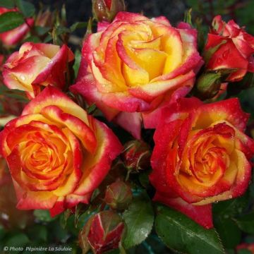 Floribundaruusu Flamina chewizard