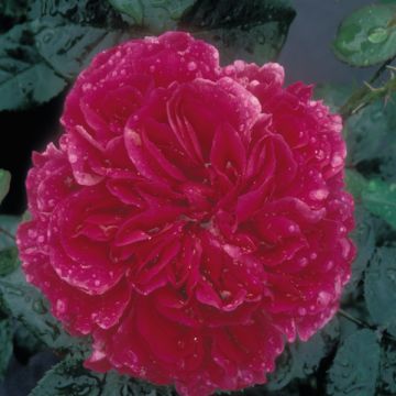 Englantilainen pensasruusu Fragrant Old Purple