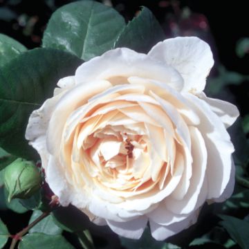 Vanha ruusu Fragrant Old White