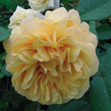 Suurikukkainen jaloruusu Fragrant Old Yellow