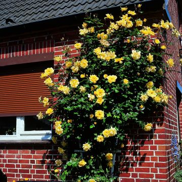 Köynnösruusu Golden Showers