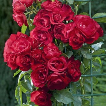 Köynnösruusu Rose de Perouges Laperou