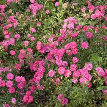 Polyantharuusu SANS CONTRAINTES Knirps