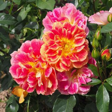 Floribundaruusu La Bourbonnaise