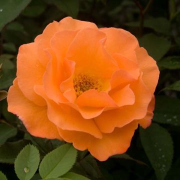 Köynnösruusu Orange Climber
