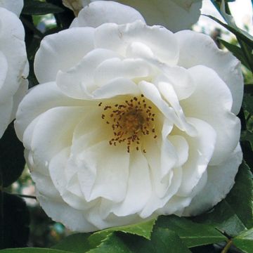 Floribundaruusu Princesse de Galles (Hardinkum)