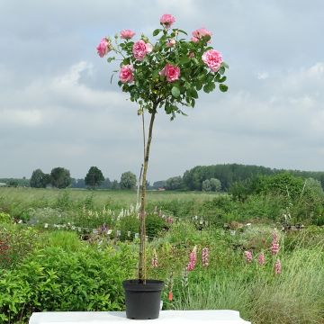 Runkoruusu Côté jardin Orapent