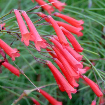 Tulikipinäkukka - Russelia equisetiformis