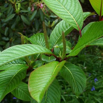 Paju - Salix fargesii