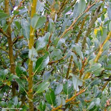 Paju - Salix x tetrapla