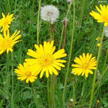 Piennarpukinparta - Tragopogon pratensis