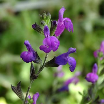 Syyssalvia ARCTIC BLAZE Purple