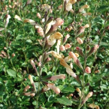 Keijunsalvia La Luna