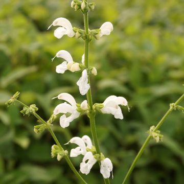 Niittysalvia Swan Lake