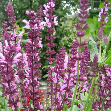 Niittysalvia Reine Rose