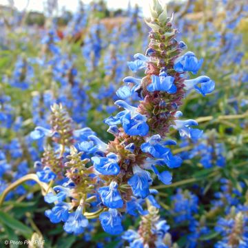 Keijunsalvia African Skies
