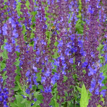 Niittysalvia Reine Bleue