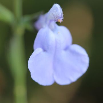 Keijunsalvia Delice Aquamarine