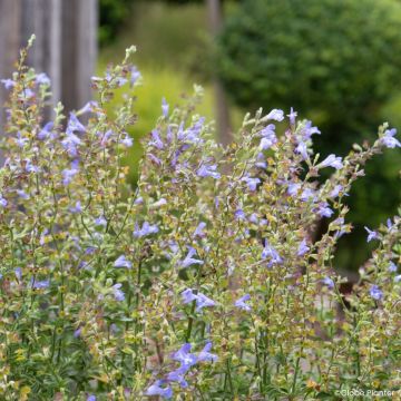 Tulisalvia Heat Hero Blue