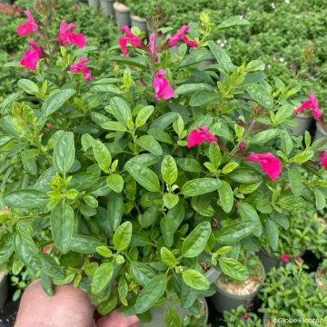 Syyssalvia Mirage Hotpink