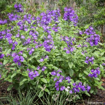 Keijunsalvia So Cool Purple