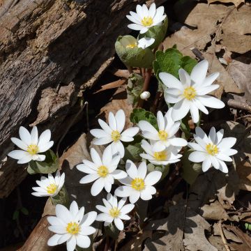Lumikki - Sanguinaria canadensis
