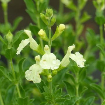 Keijunsalvia Suncrest 'Lemon Light