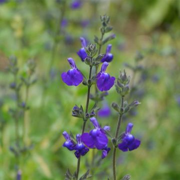 Keijunsalvia Victoria Blue