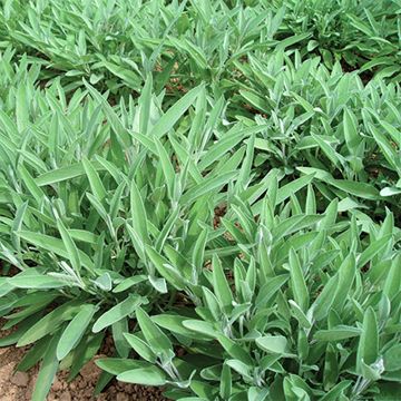 Ryytisalvia Ceres luomu