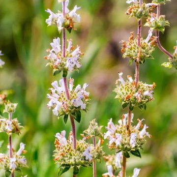 Keijunsalvia - Salvia mellifera