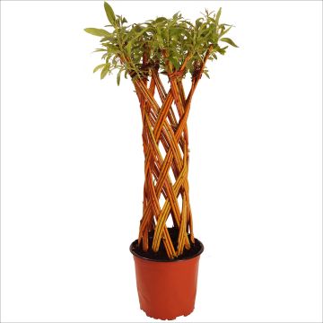 Valkosalava pylväsmuoto - Salix alba