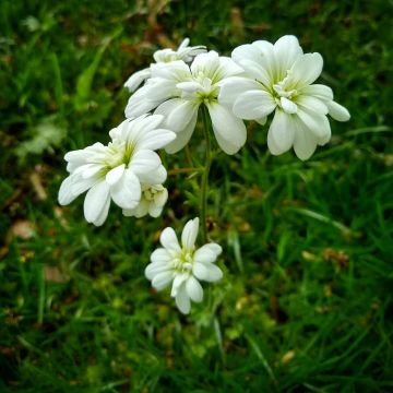 Papelorikko Flore Pleno